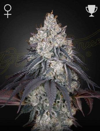Green House Seed Co. Lemon Orange Fem. 3St. - Grow Zeche