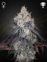 Green House Seed Co. Lemon Orange Fem. 3St. - Grow Zeche