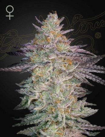 Green House Seed Co. Super Lemon Haze x GMO Fem. 3St. - Grow Zeche