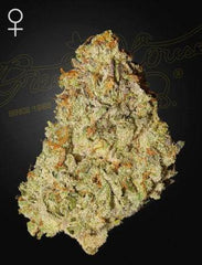 Green House Seed Co. Super Lemon Haze x GMO Fem. 3St. - Grow Zeche