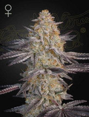 Green House Seed Co. Super Lemon Haze x RS11 Fem. 3St. - Grow Zeche