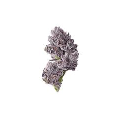 Growers Choice Triploid Iced Sangria Fem 3St. - Grow Zeche