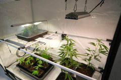 SANLight STIXX 50 - Grow Zeche