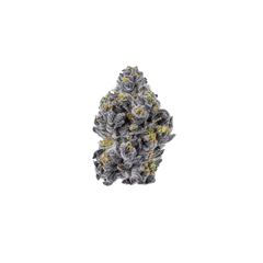 Growers Choice Triploid Sticky Wasabi Fem 3St. - Grow Zeche