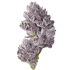 Growers Choice Triploid Iced Sangria Fem 3St. - Grow Zeche