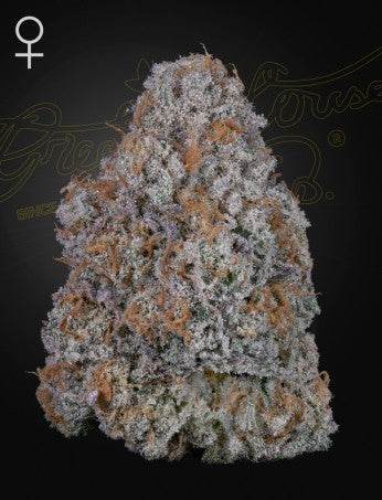 Green House Seed Co. Super Lemon Haze x RS11 Fem. 3St. - Grow Zeche