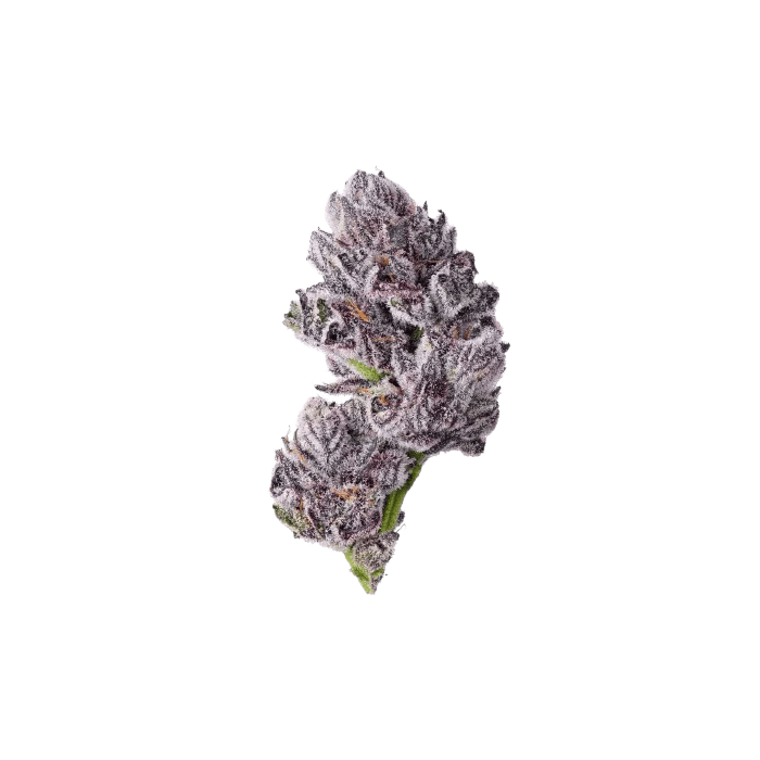 Growers Choice Triploid Iced Sangria Fem 3St. - Grow Zeche